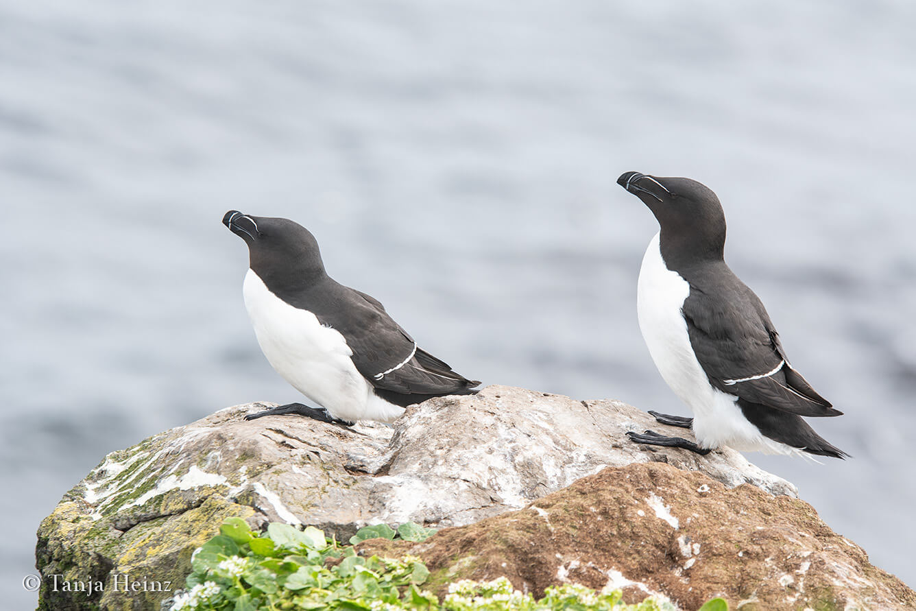 Razorbills on Grímsey