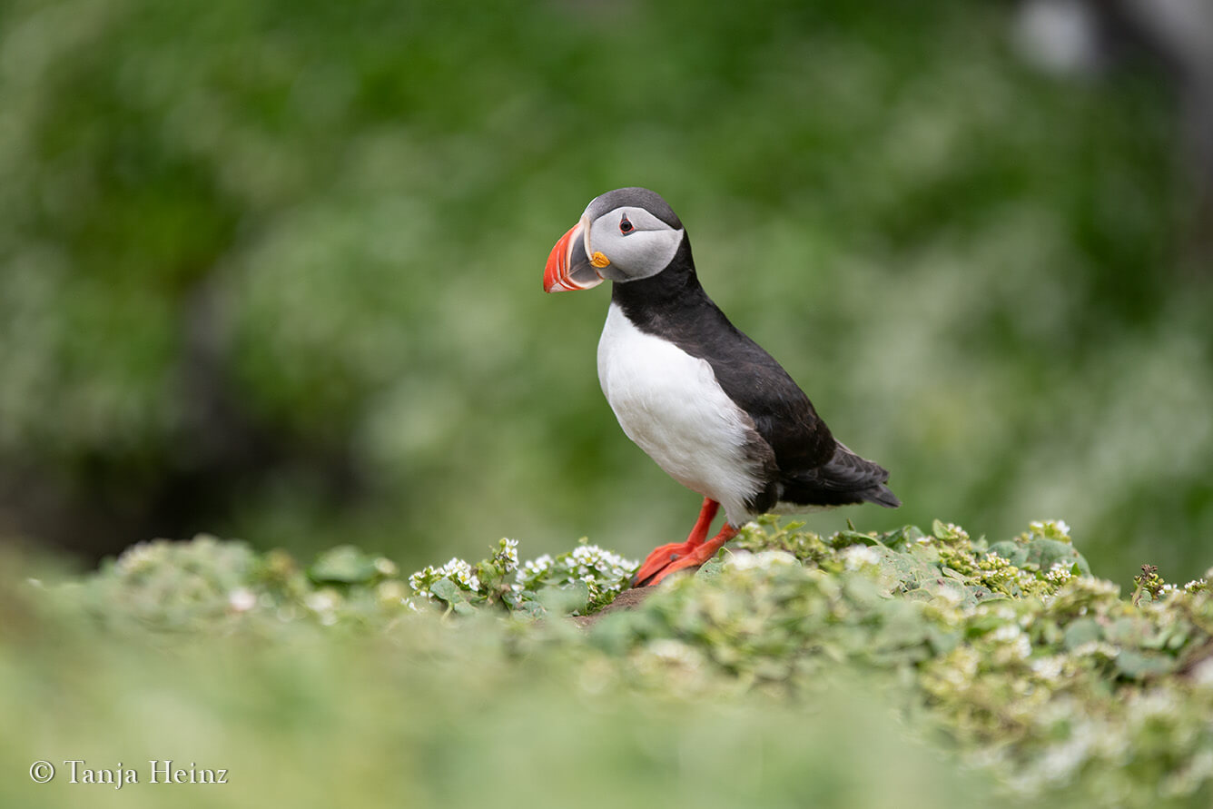 Bird watching on Grímsey