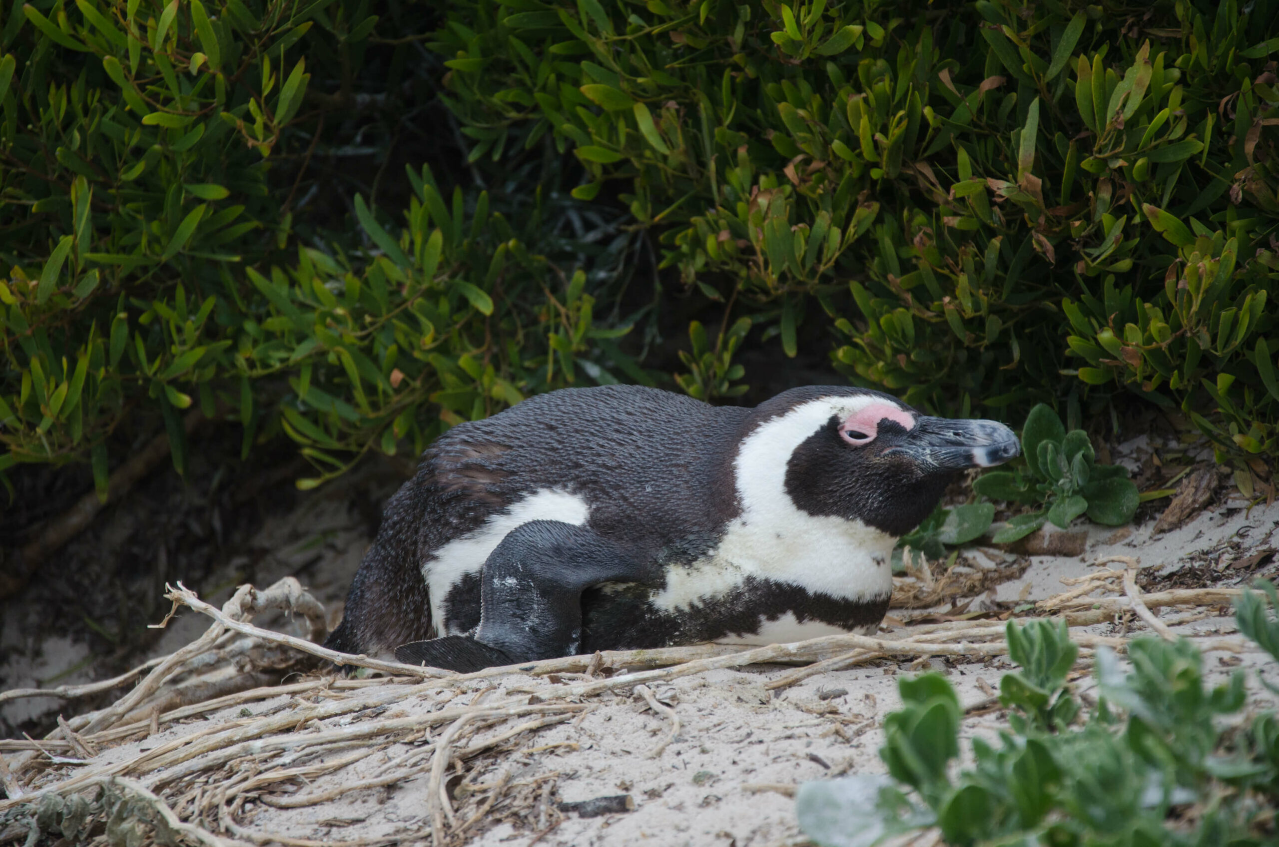 Brillenpinguin am Boulders Beach in Südafrika