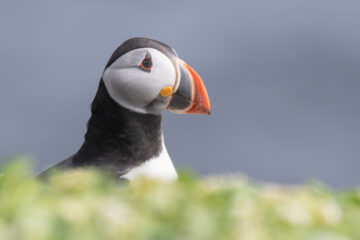 Puffins on Grímsey