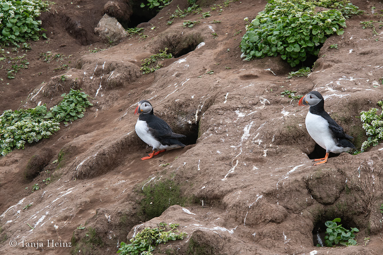 Puffins on Grímsey