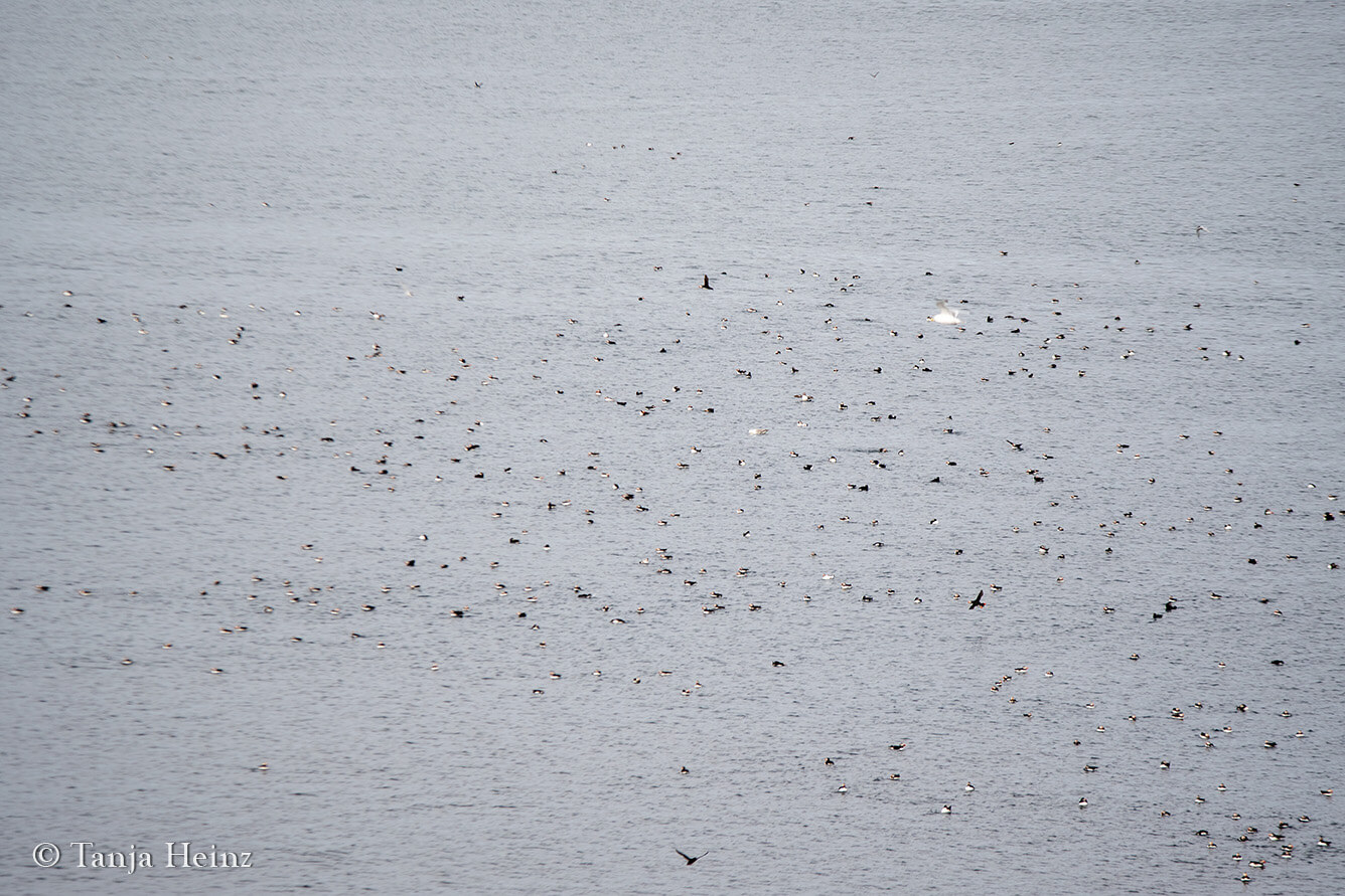 Puffins on Grímsey