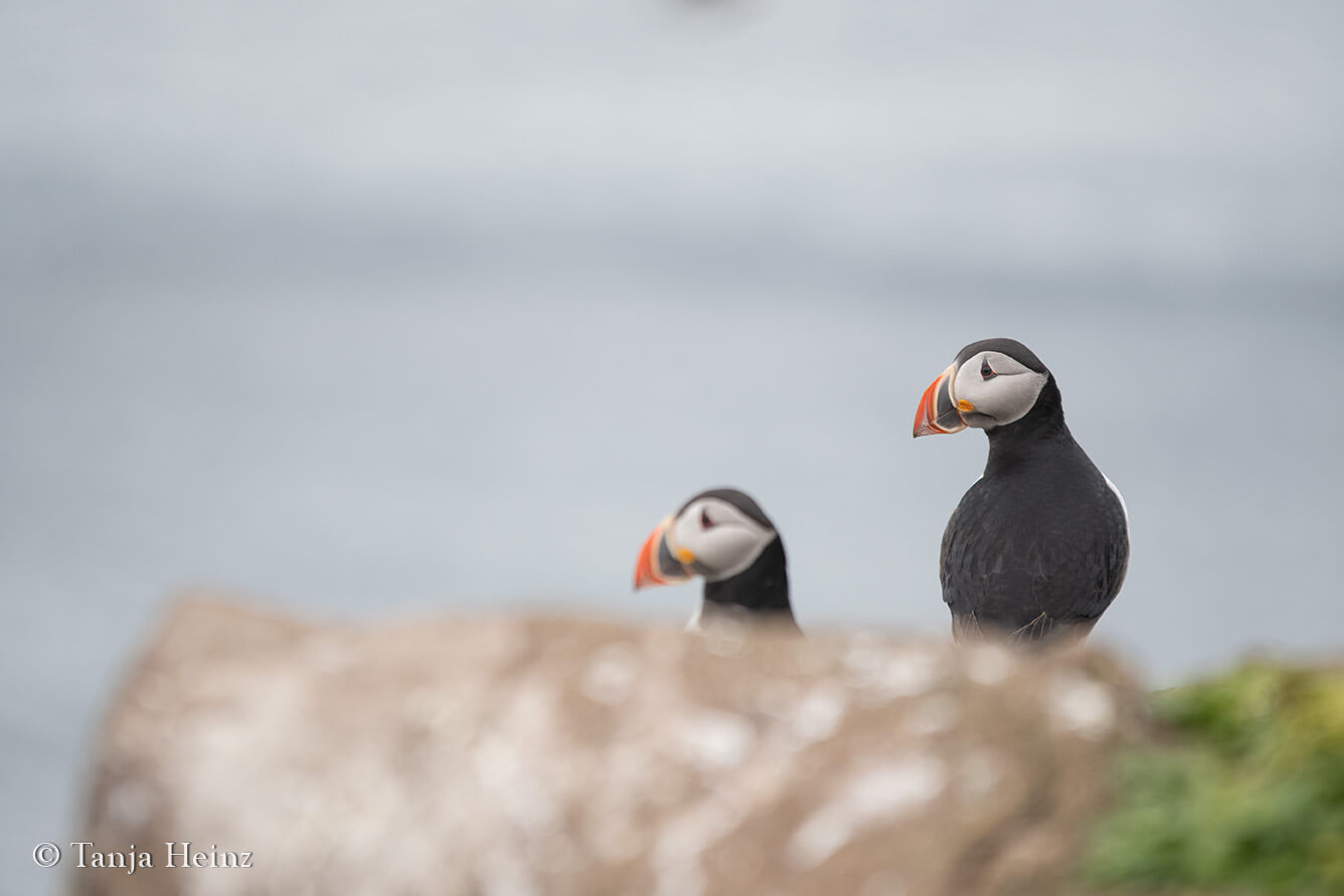 Puffins on Grímsey