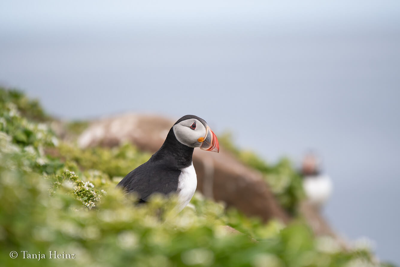 Puffins on Grímsey