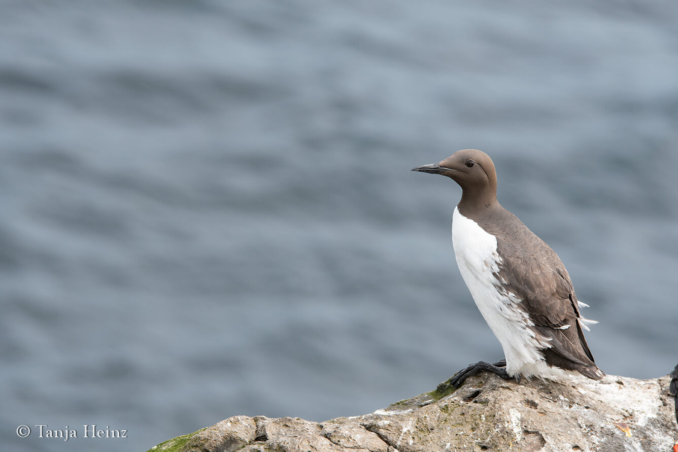 Common murres on Grímsey