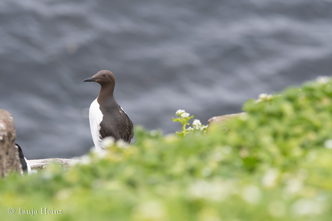 Common murres on Grímsey