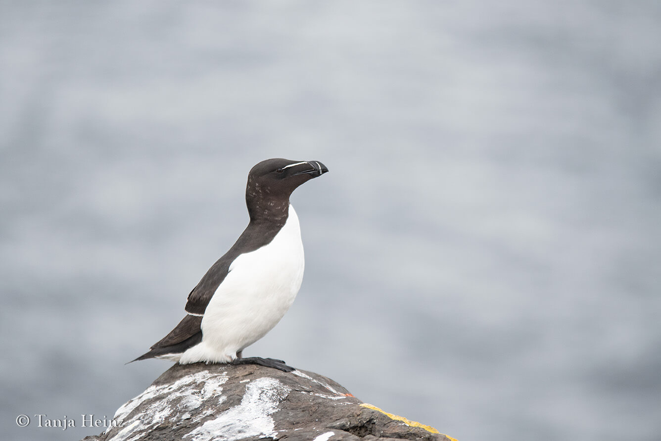 Tordalk auf Grímsey