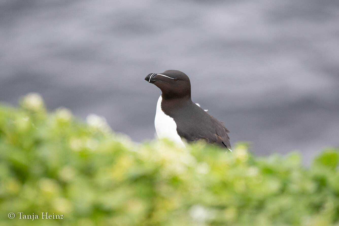 Razorbill