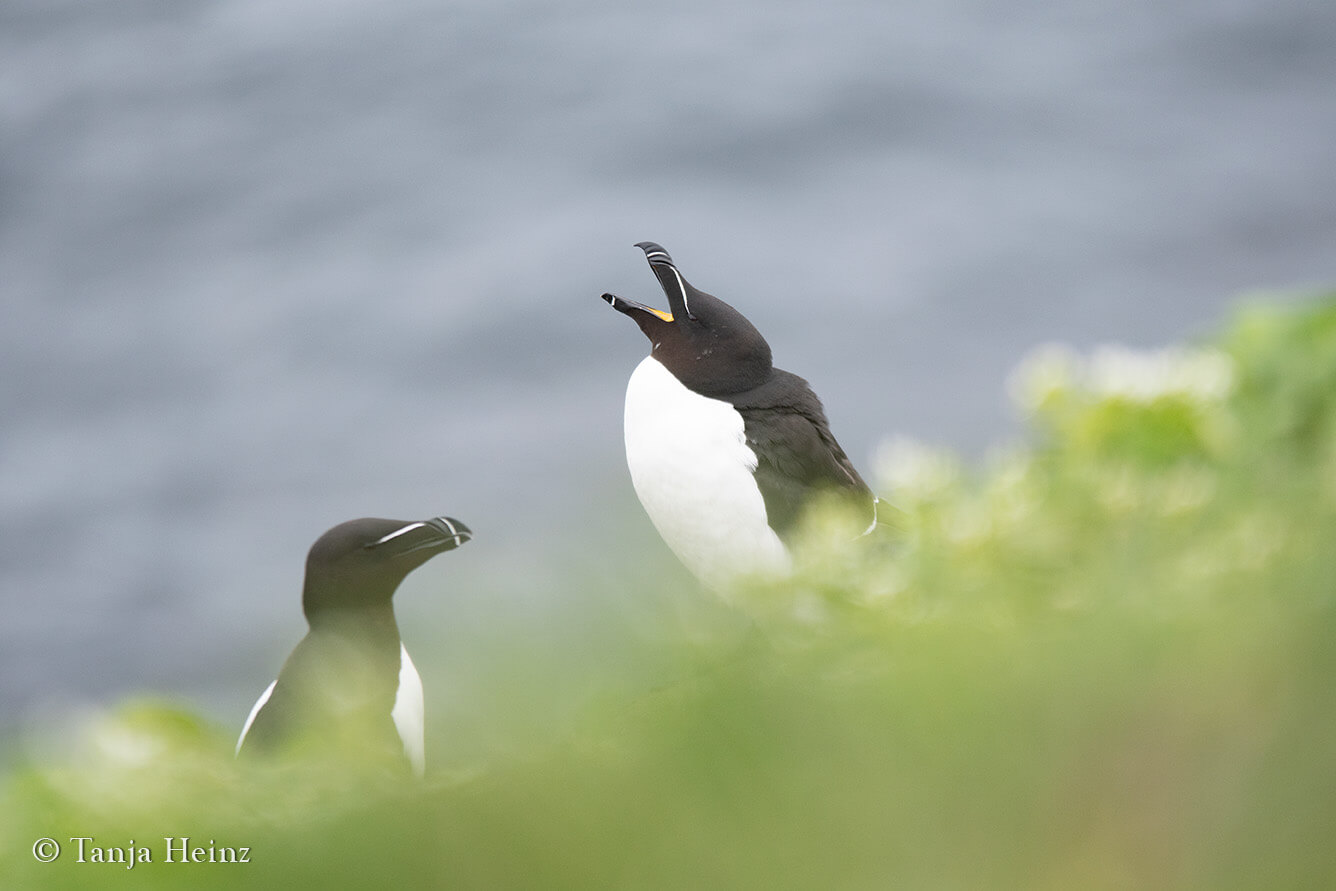 Razorbills on Grímsey