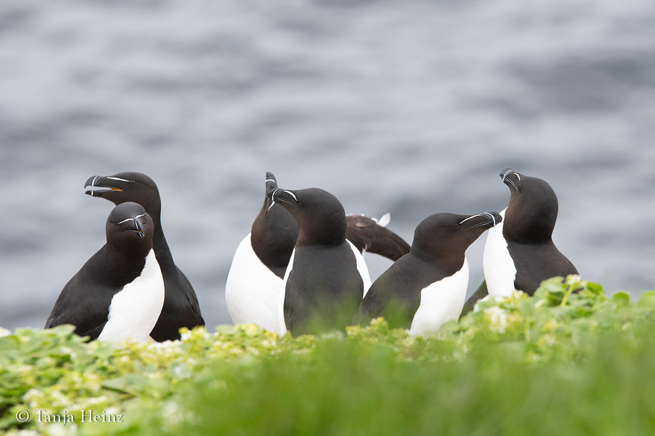 Razorbills on Grímsey
