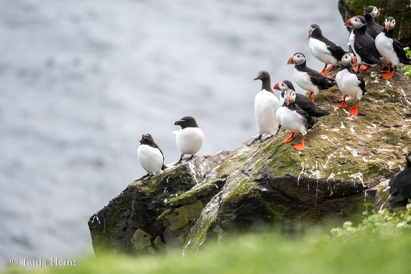 Vögel beobachten in Island
