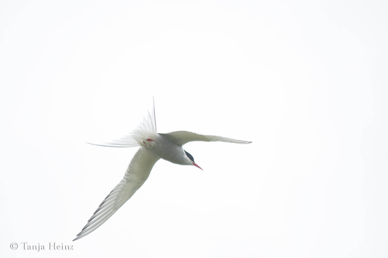 Arctic tern in Iceland