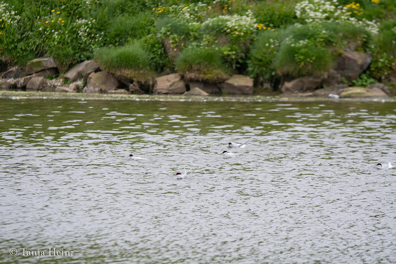 Arctic terns on Grímsey