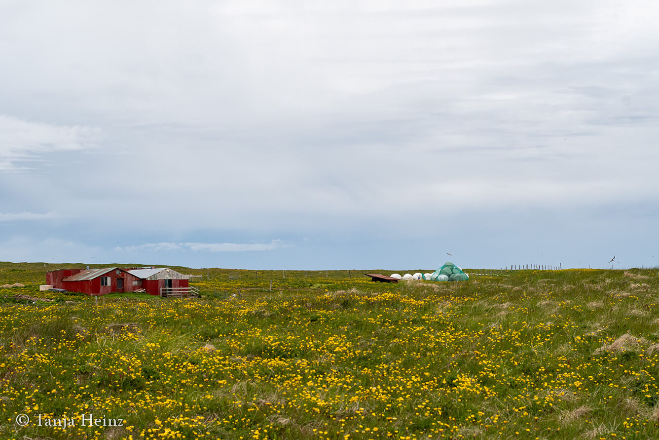 Bird watching on Grímsey