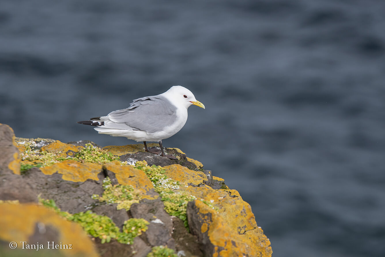 Black-legged kittiwake on Grímsey