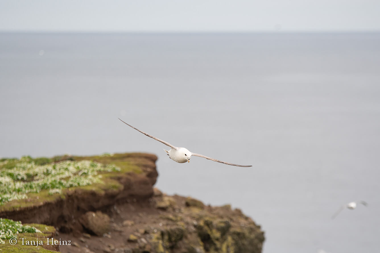 Eissturmvogel auf Grímsey