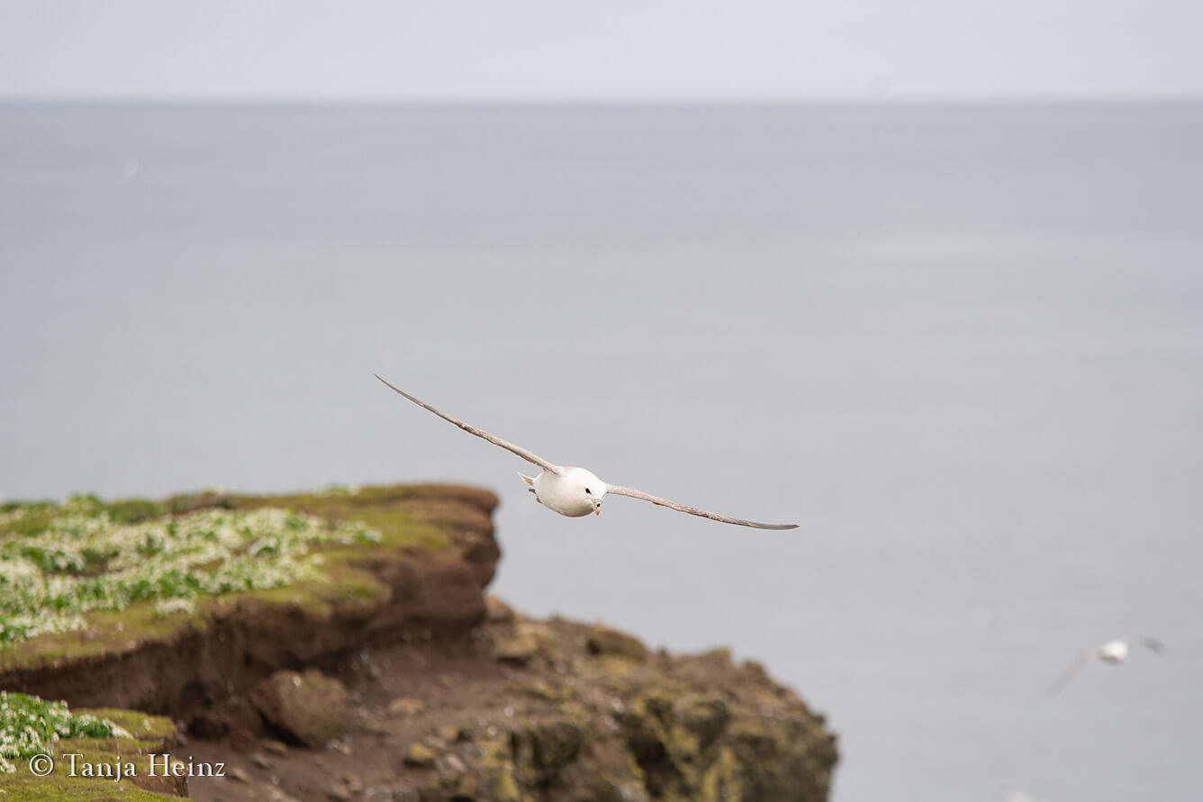 Northern fulmar on Grímsey