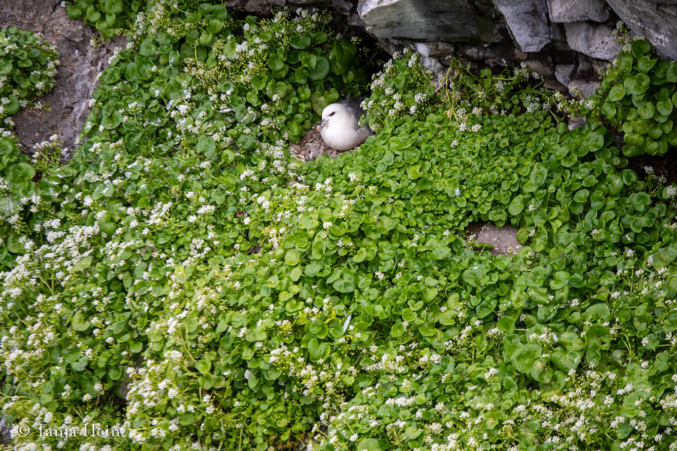 Eissturmvogel in Island