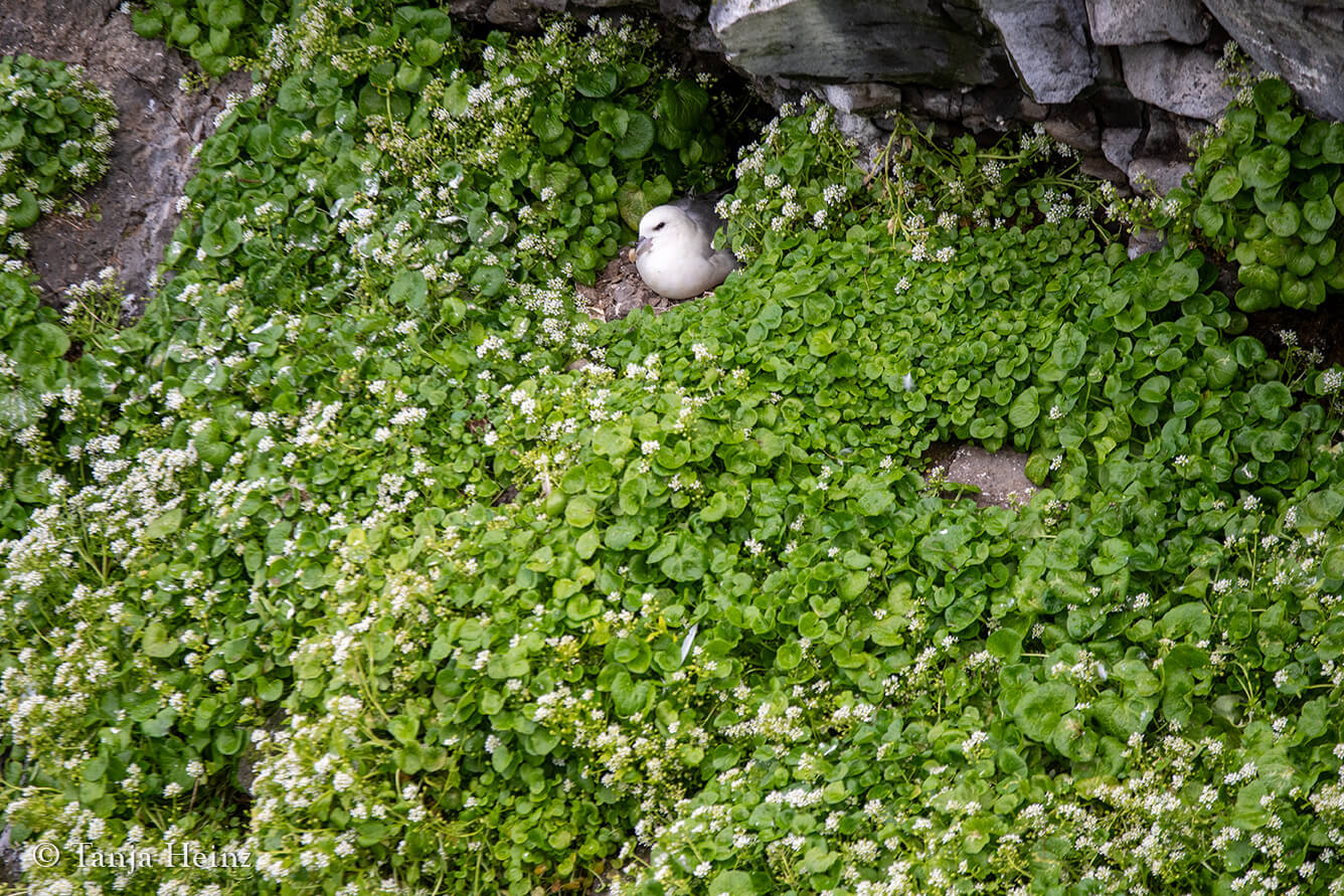 Northern fulmars in Iceland