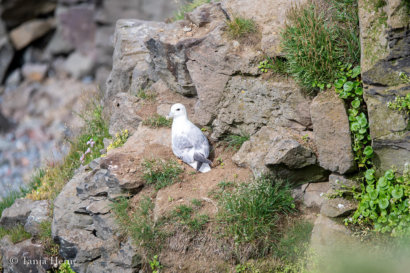 Vögel beobachten in Island