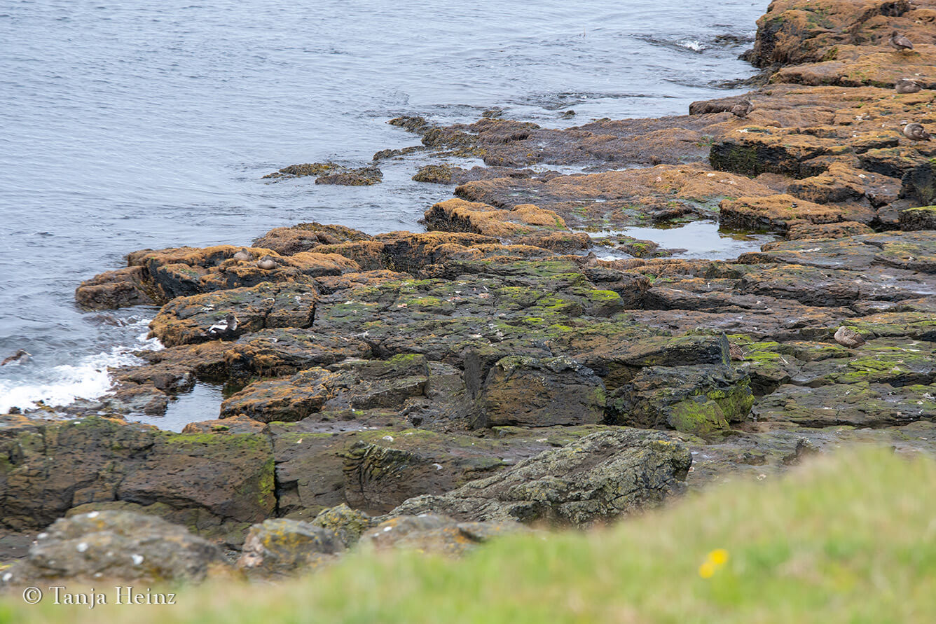 Bird watching in Iceland