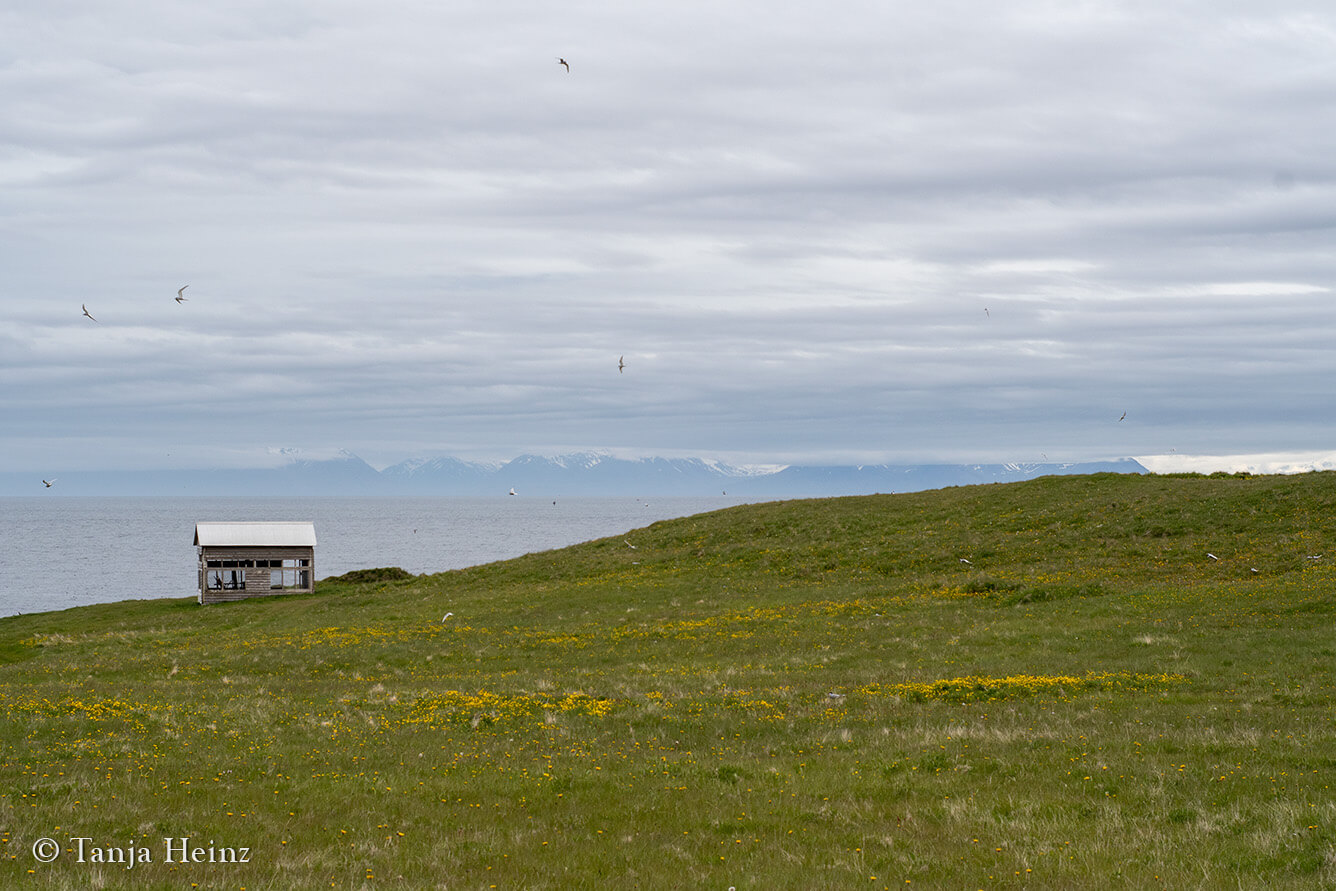 Bird watching on Grímsey