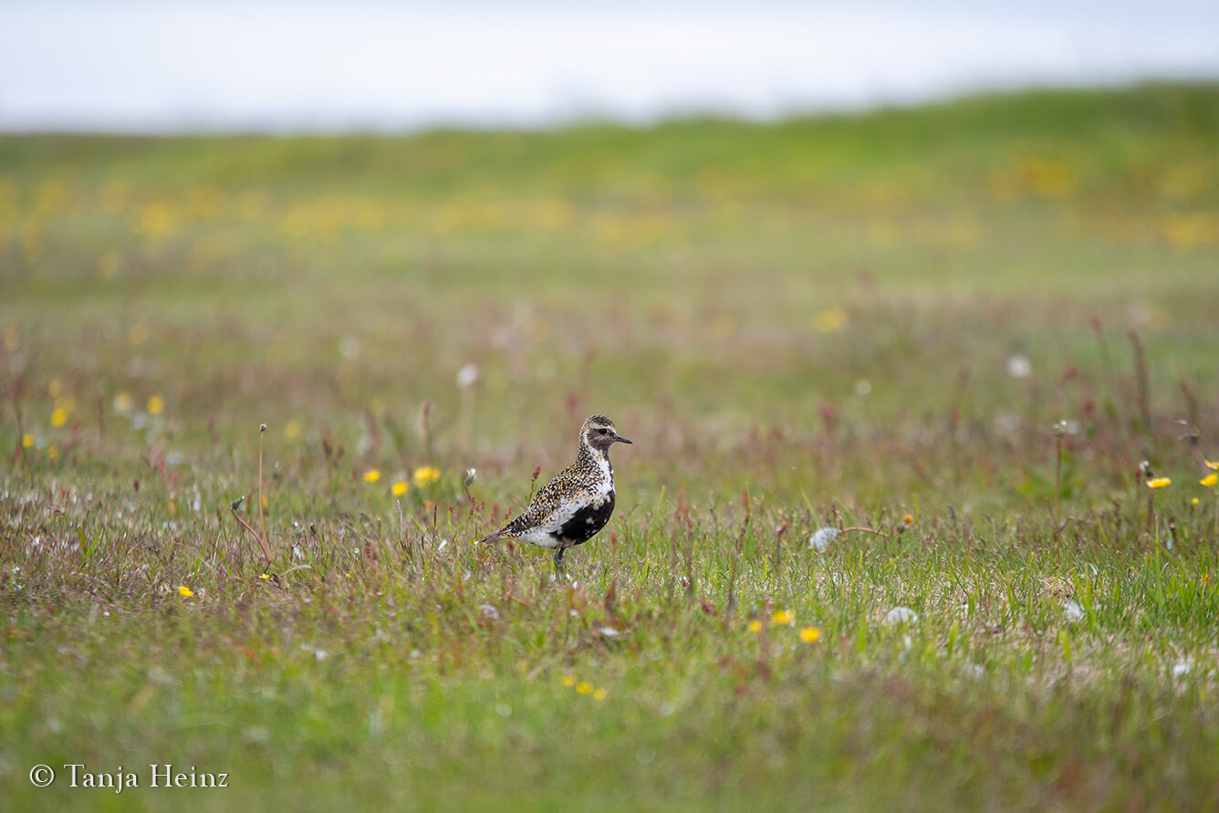 European golden plover in Iceland