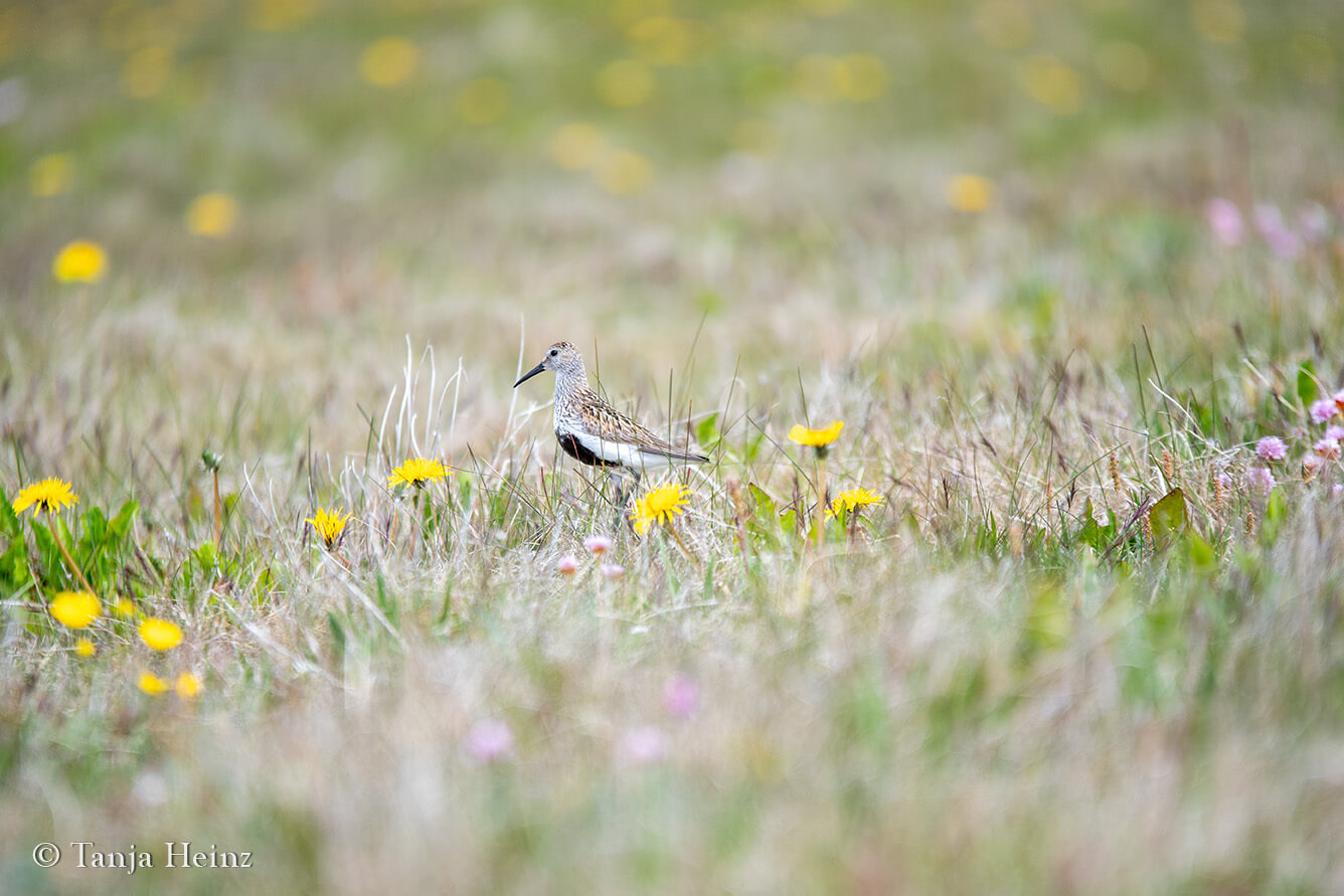 Bird watching on Grímsey