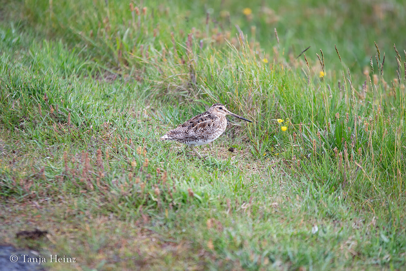 Bird watching on Grímsey