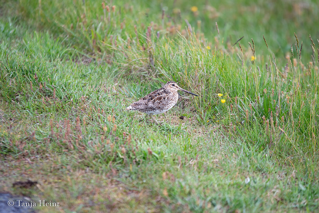 Vögel beobachten auf Grímsey