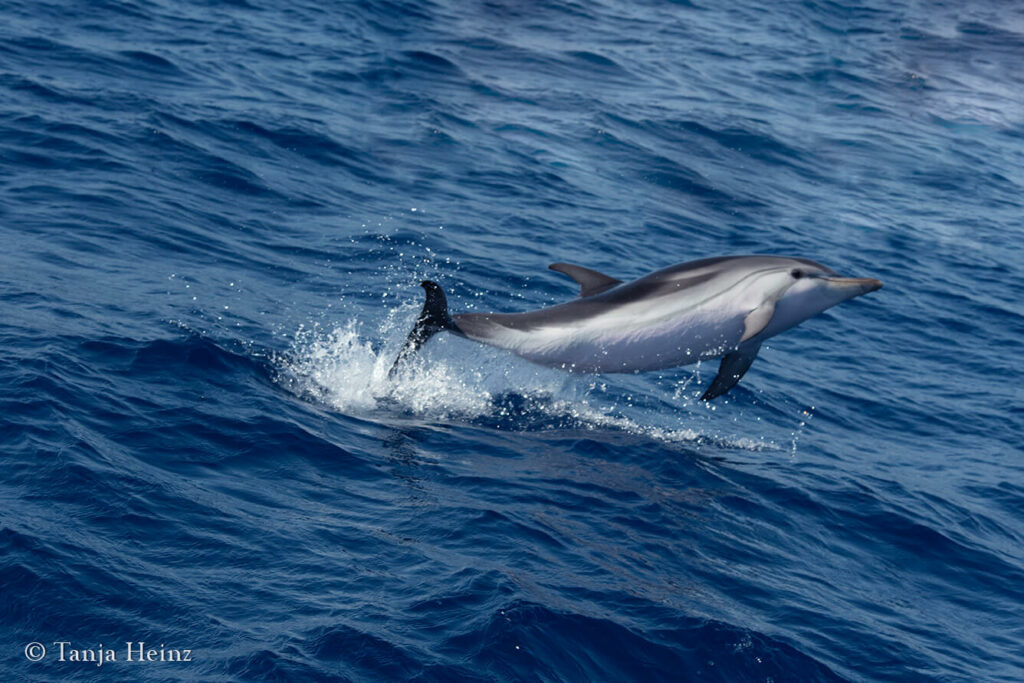 Blau-Weißer Delfin