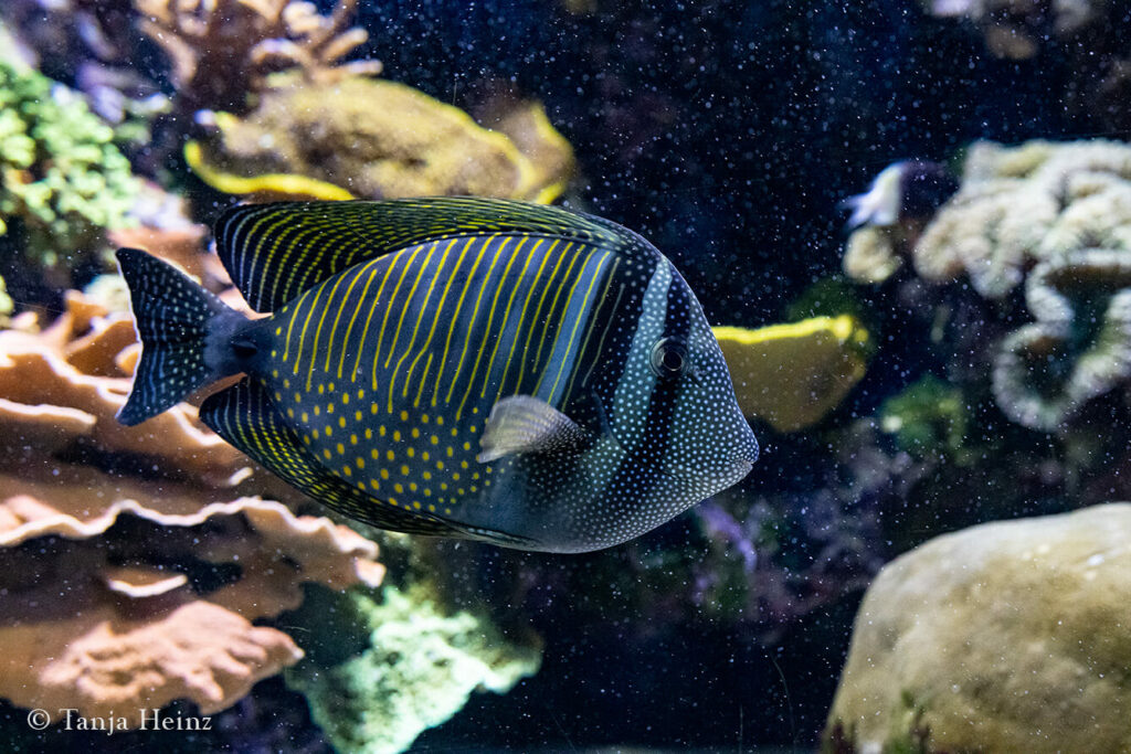 Indischer Segelflossendoktor