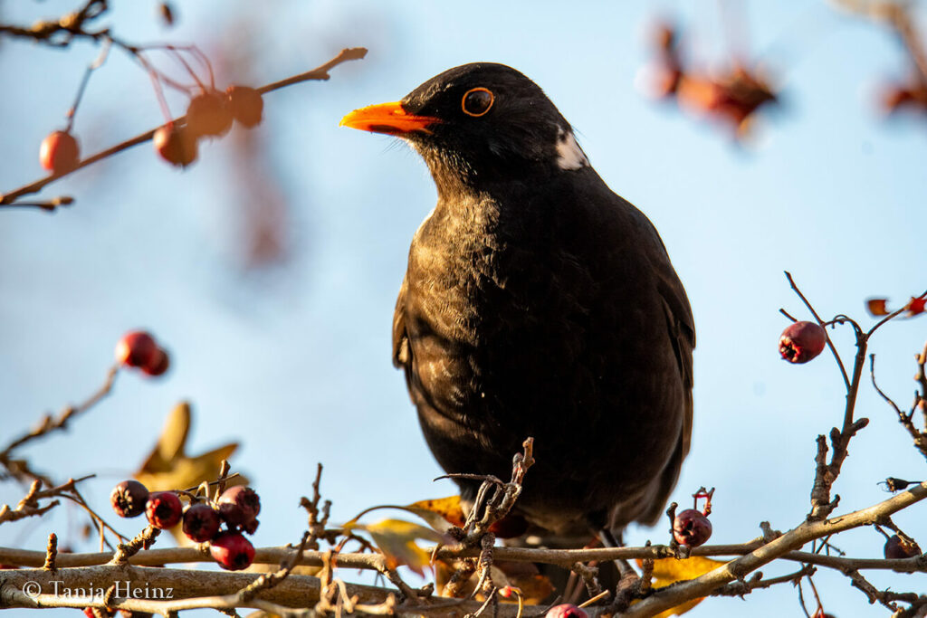 Eurasian blackbird