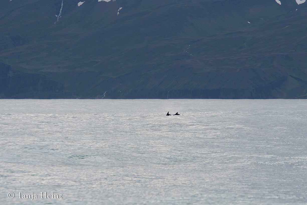dolphins in Iceland