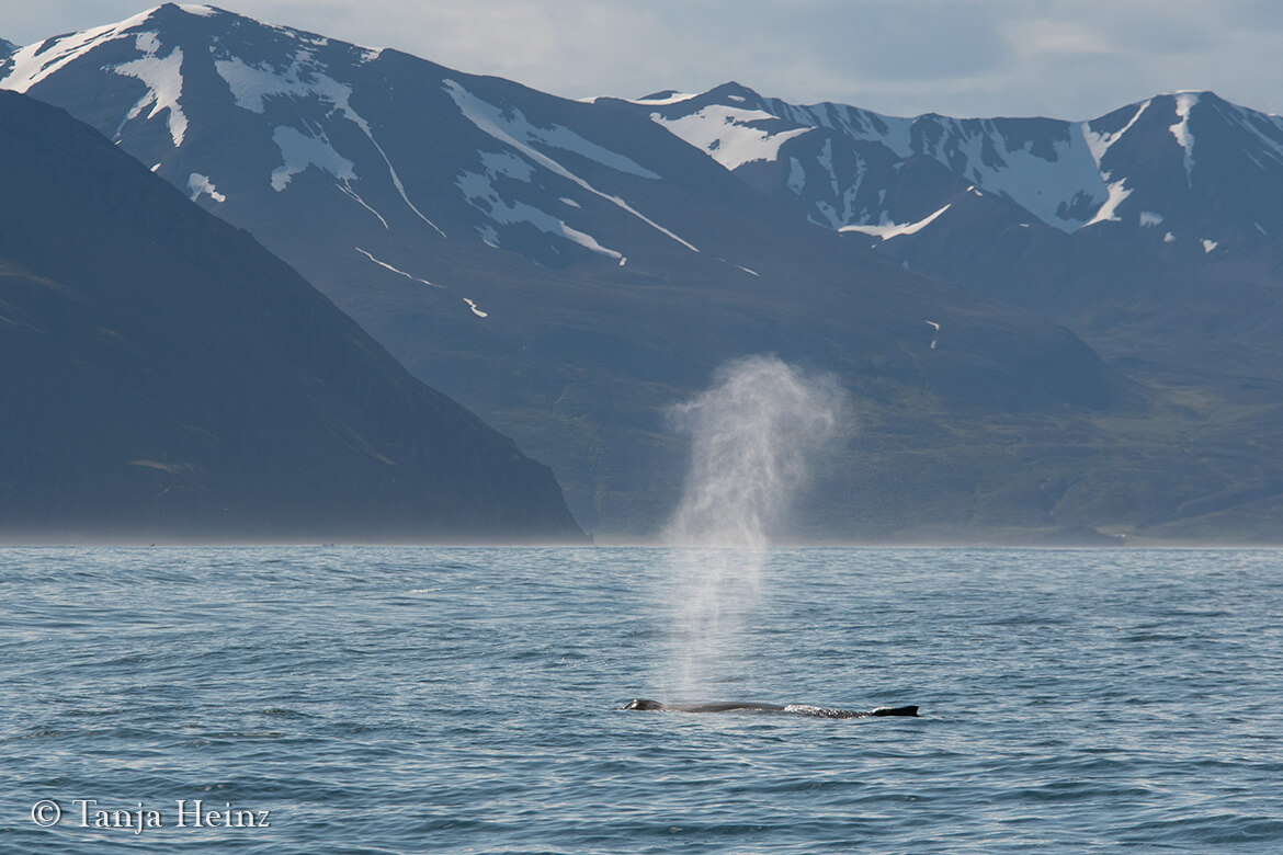 Wale beobachten in Húsavík