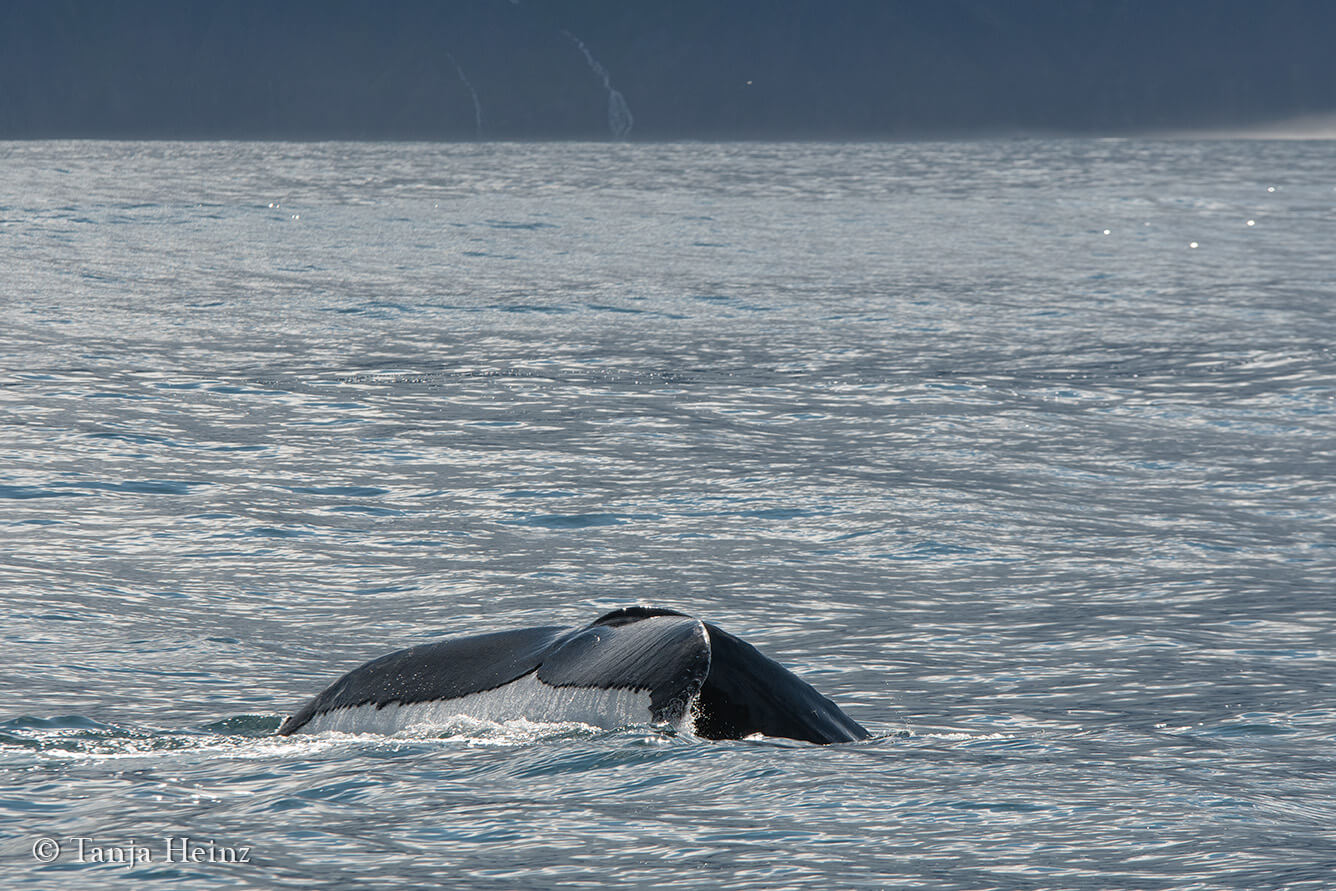 humpback whales in Húsavík