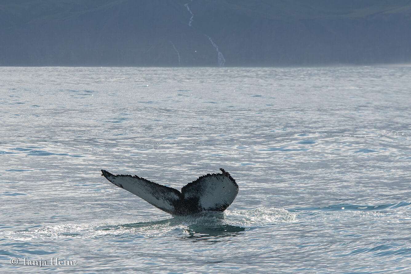 humpback whales in Húsavík