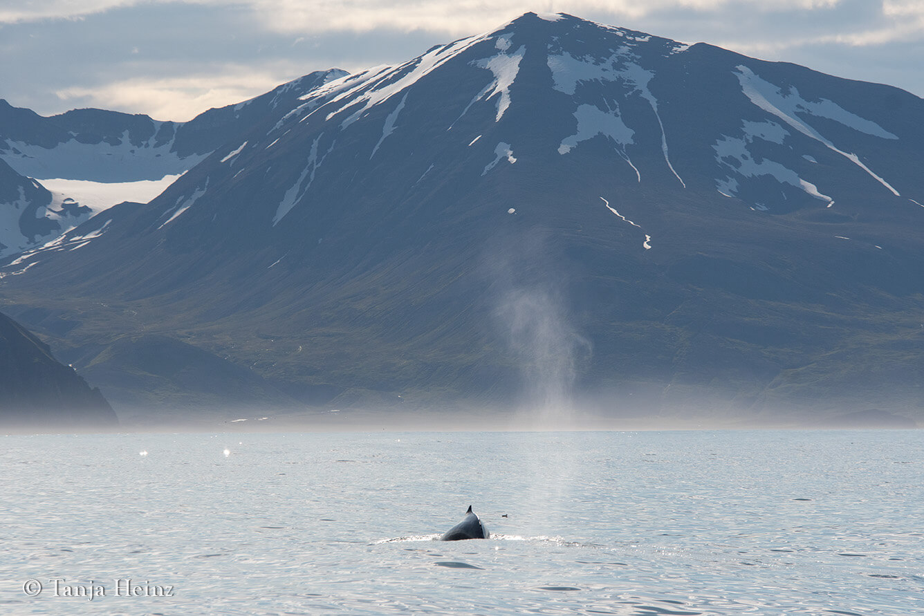 Wale beoachten in Húsavík