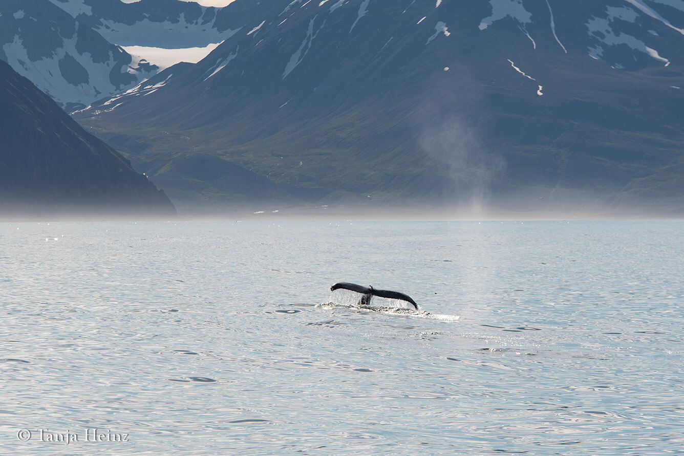 humpback whales in Iceland