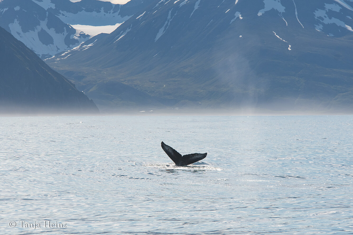 Wale beobachten in Húsavík