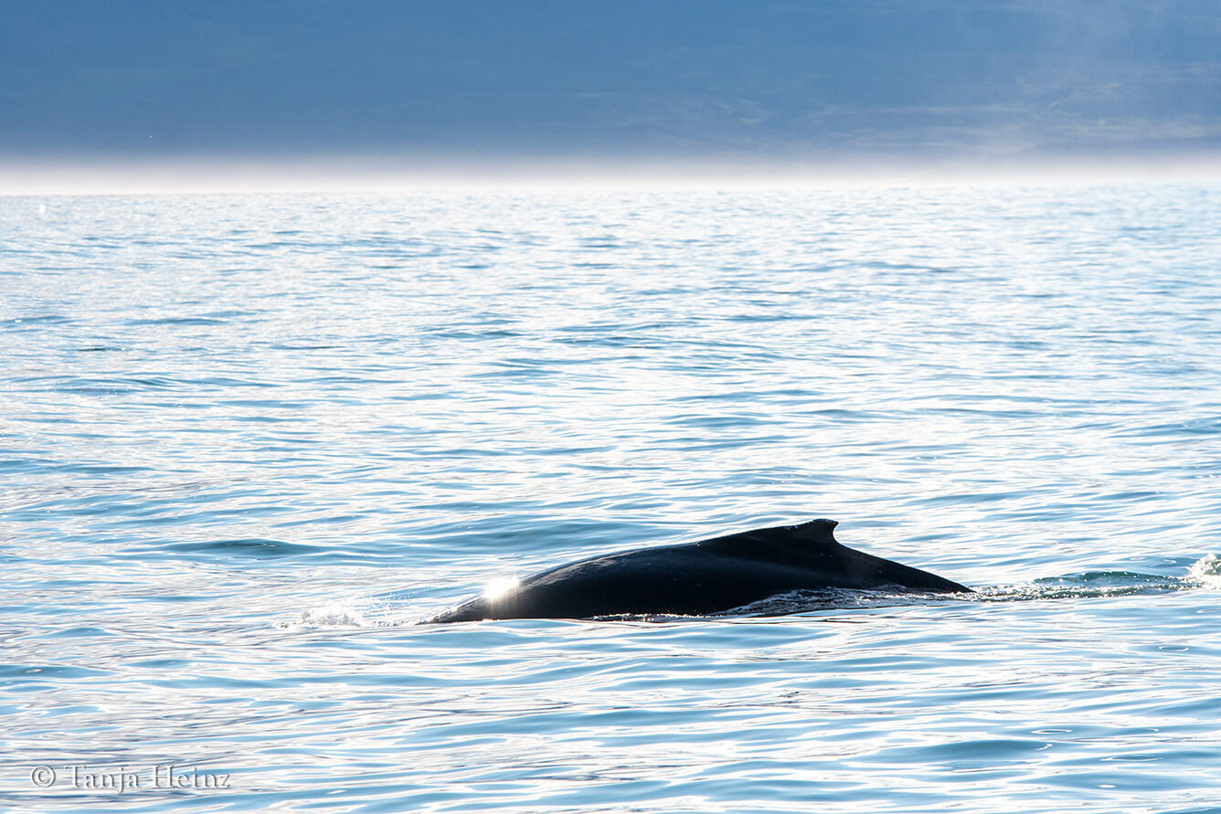 Wale beobachten in Island