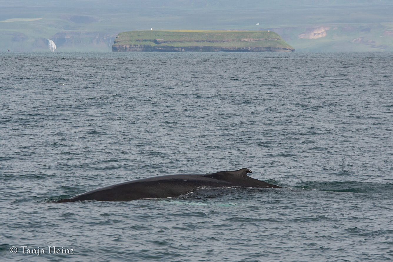 whale watching in Húsavík