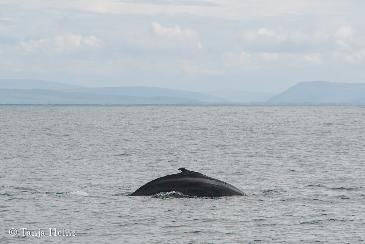 Wale beobachten in Island