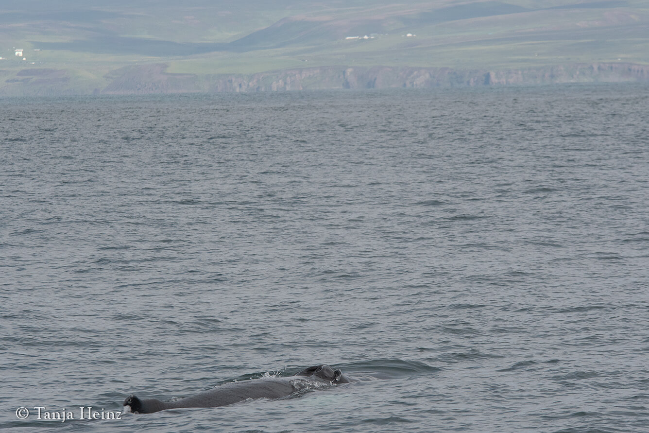 Wale beoachten in Húsavík