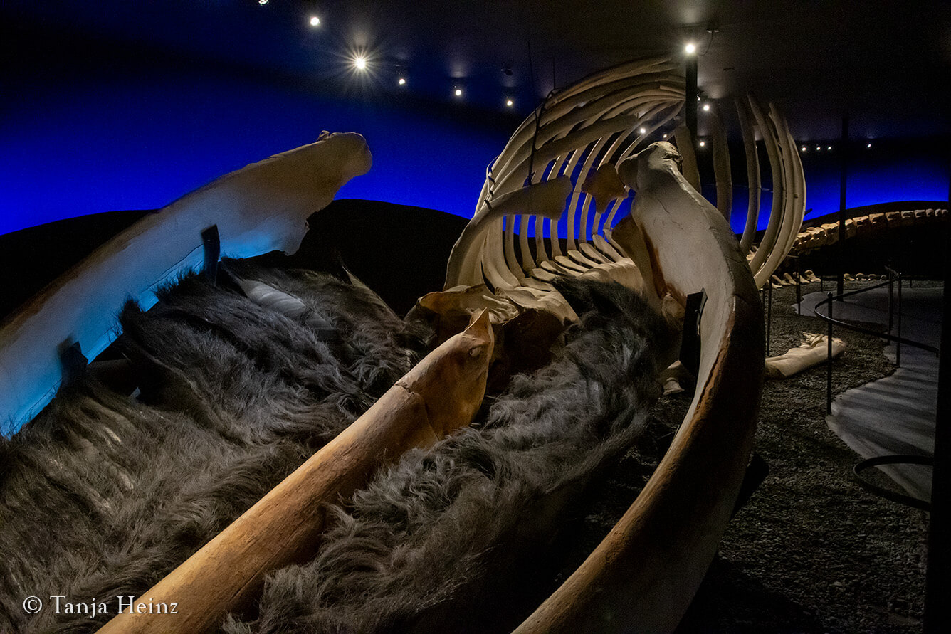 Húsavík Whale Museum