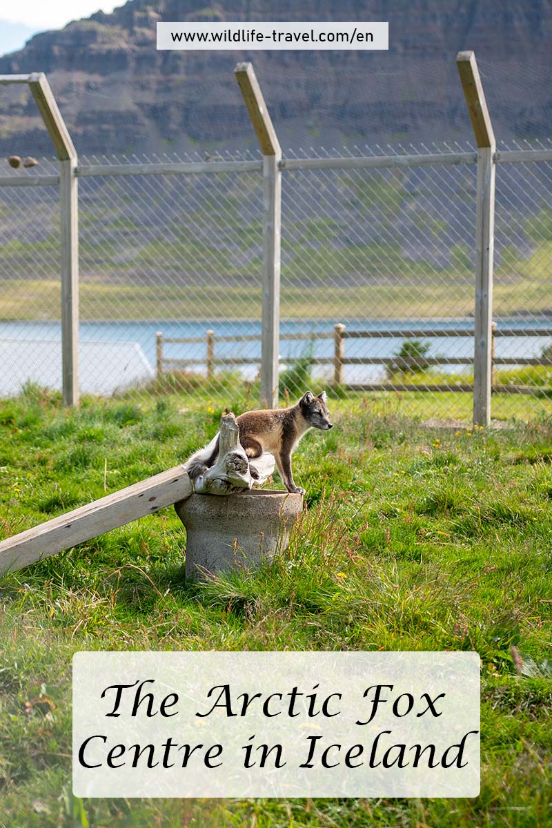 The Arctic Fox Centre in Súðavík