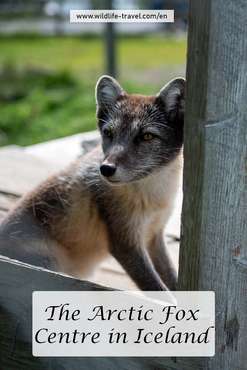 The Arctic Fox Centre in Súðavík