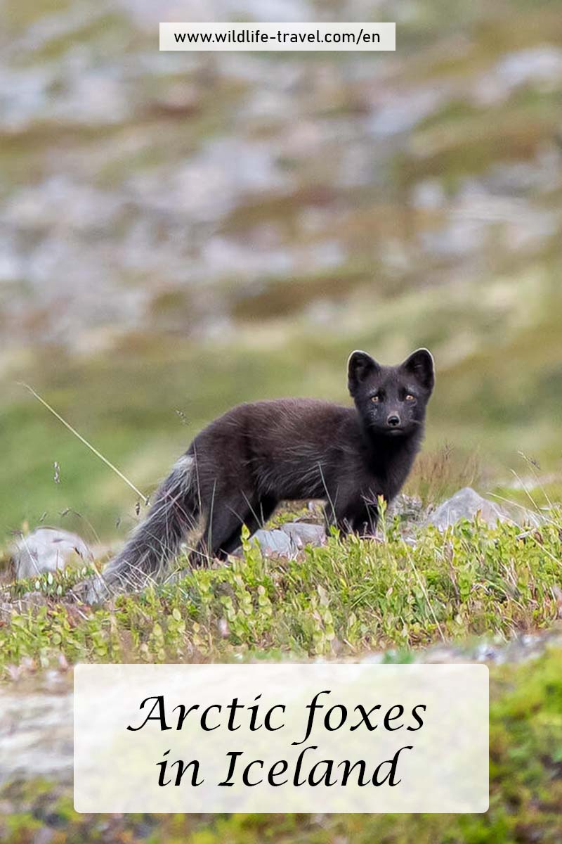 Arctic foxes in the Hornstrandir Nature Reserve