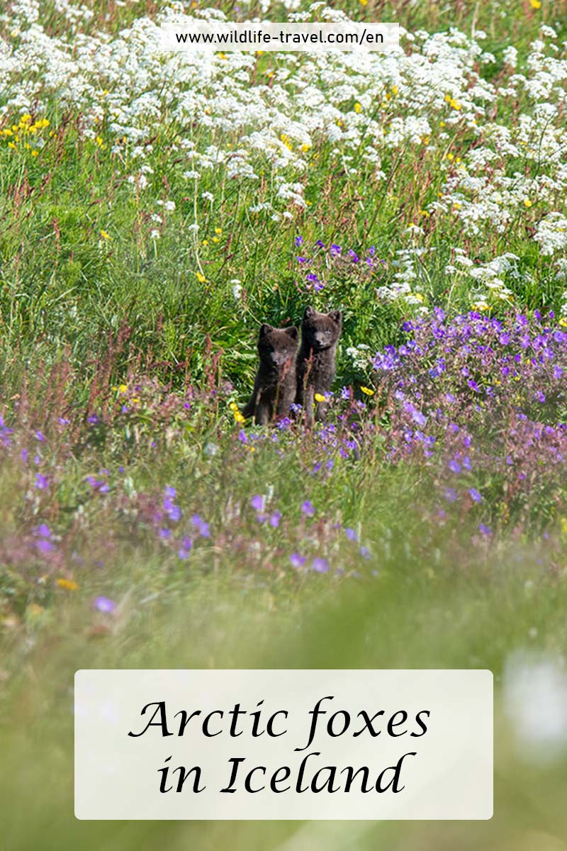 Arctic foxes in the Hornstrandir Nature Reserve