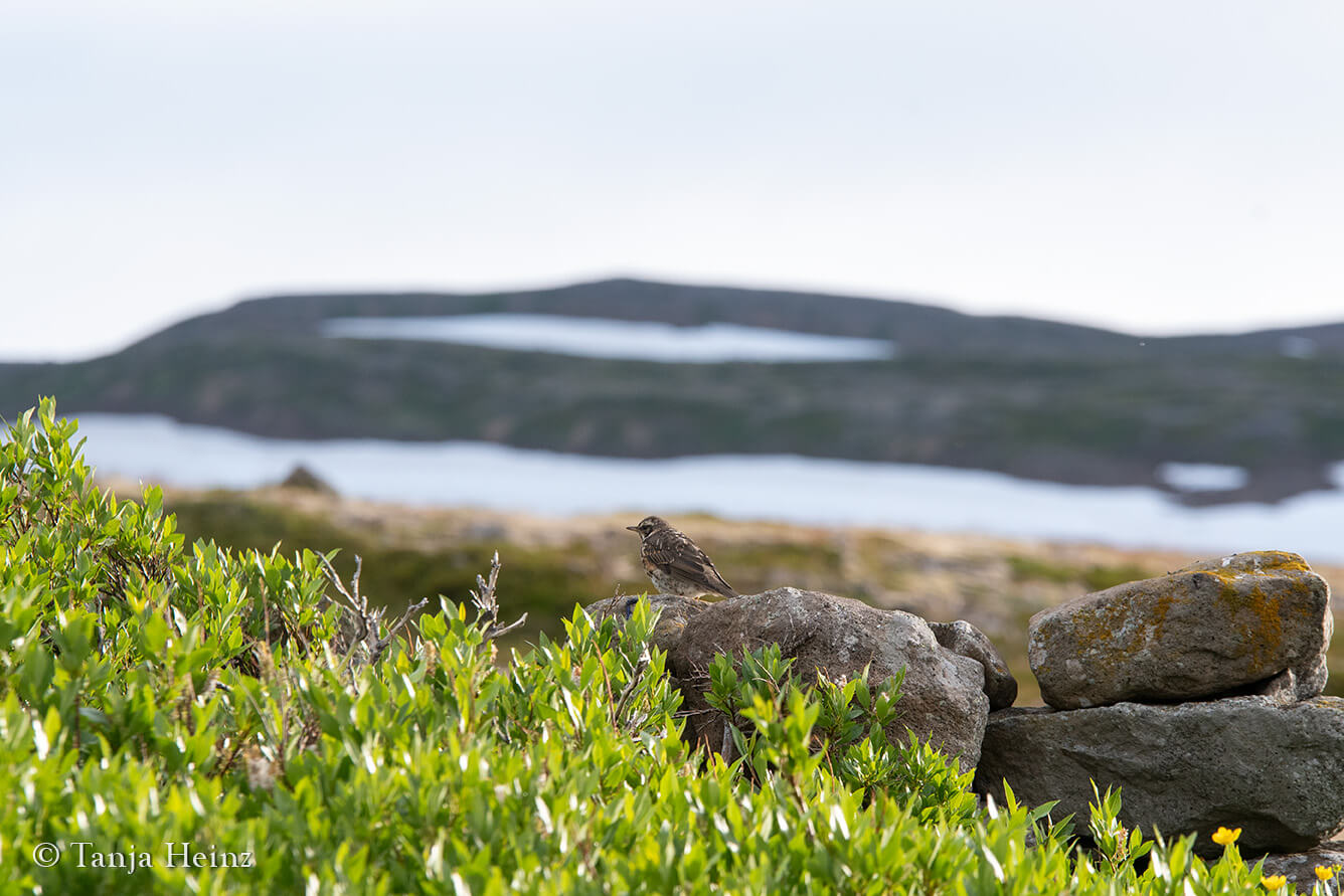 Vögel beobachten in Island